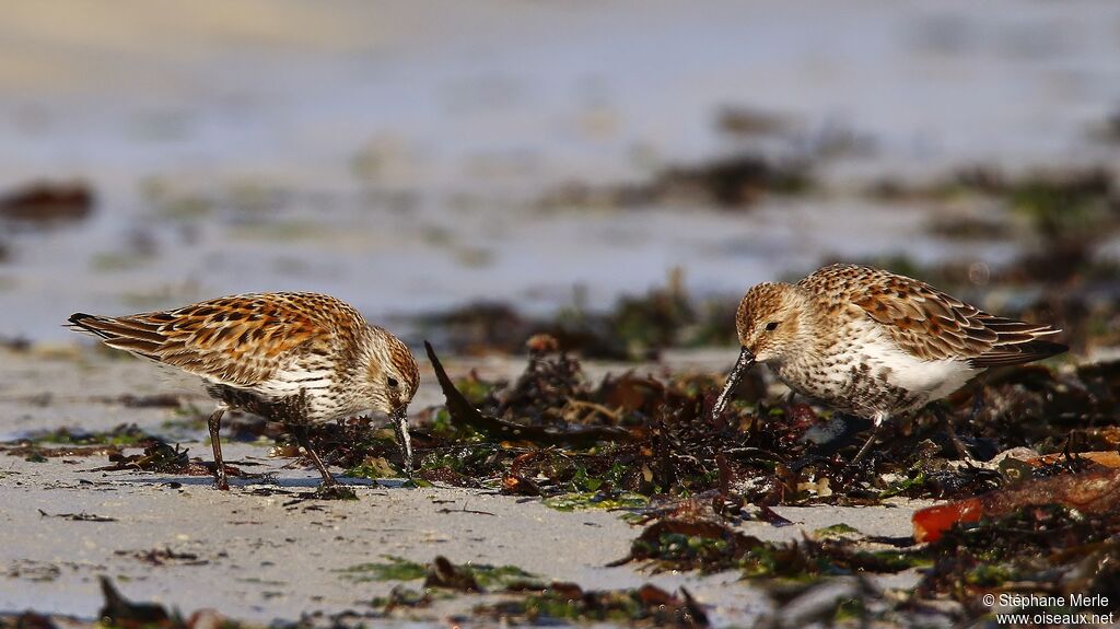 Dunlin