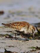 Dunlin