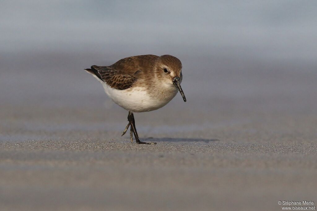 Dunlin