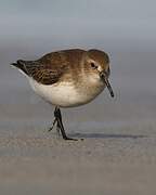 Dunlin