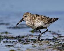 Dunlin