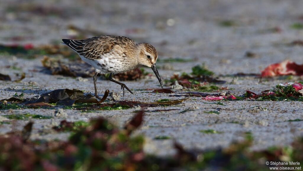 Dunlin