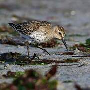 Dunlin