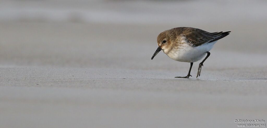 Dunlin