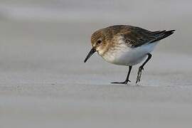 Dunlin