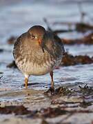 Purple Sandpiper