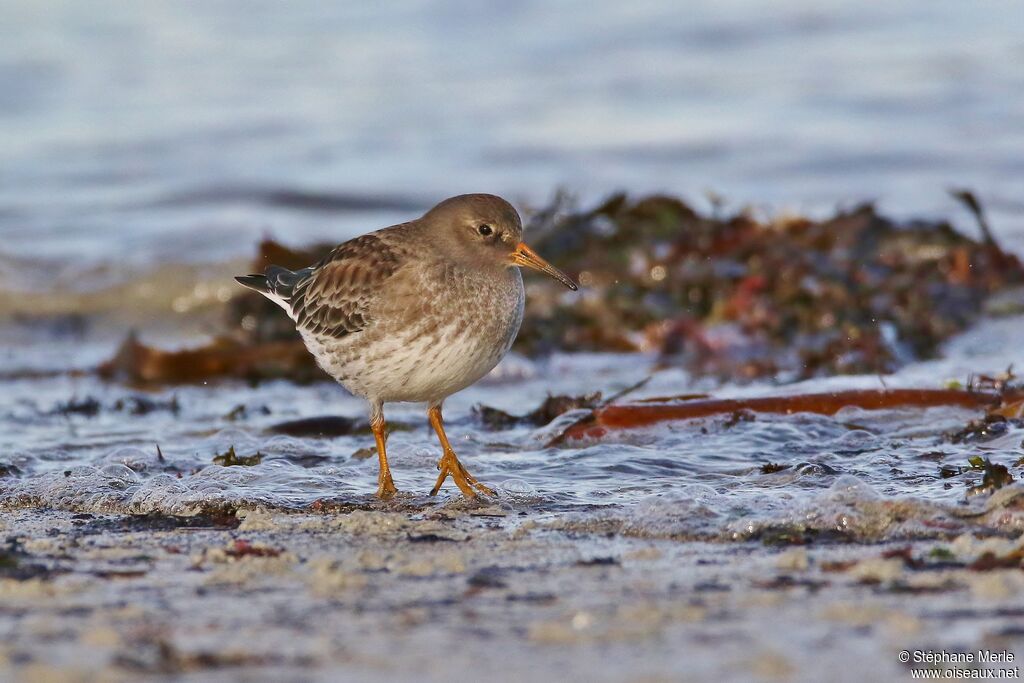 Purple Sandpiper