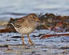 Purple Sandpiper