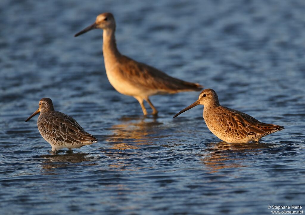 Short-billed Dowitcheradult