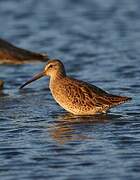 Short-billed Dowitcher