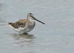 Asian Dowitcher