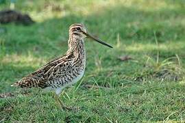 Pin-tailed Snipe