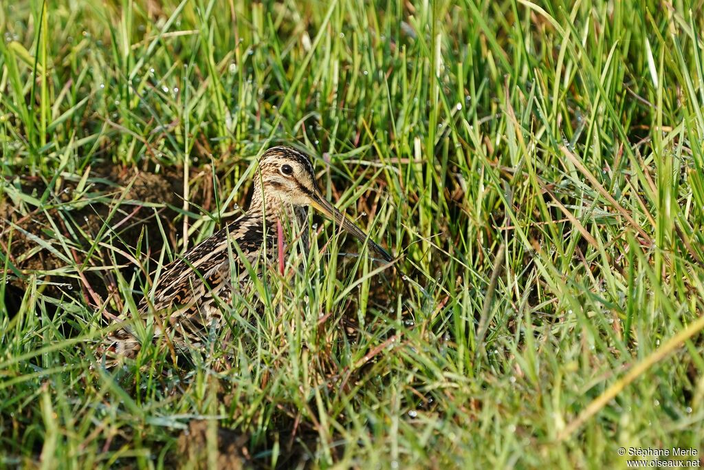 Pin-tailed Snipe