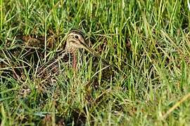 Pin-tailed Snipe