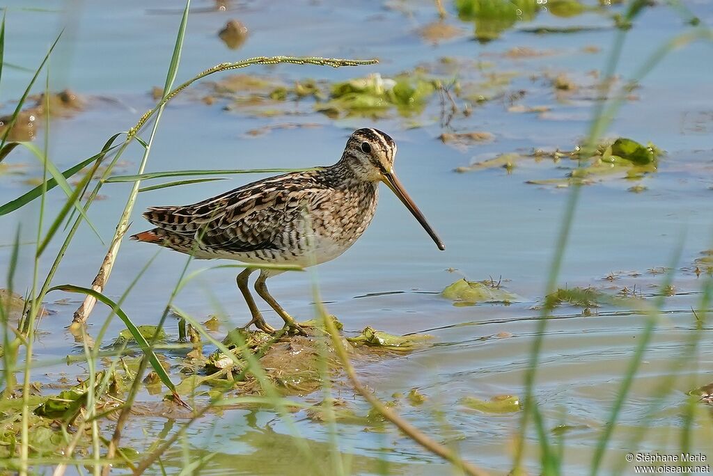 Pin-tailed Snipeadult