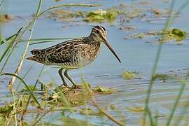 Pin-tailed Snipe