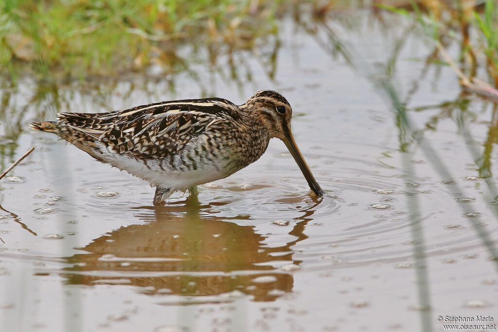 African Snipeadult