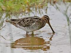 African Snipe