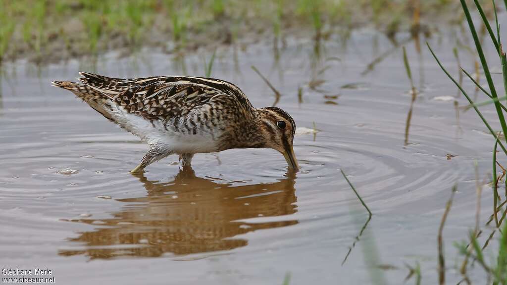 African Snipe, fishing/hunting