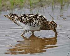 African Snipe