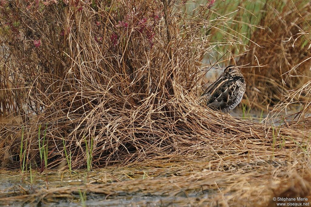 Common Snipeadult