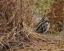 Common Snipe