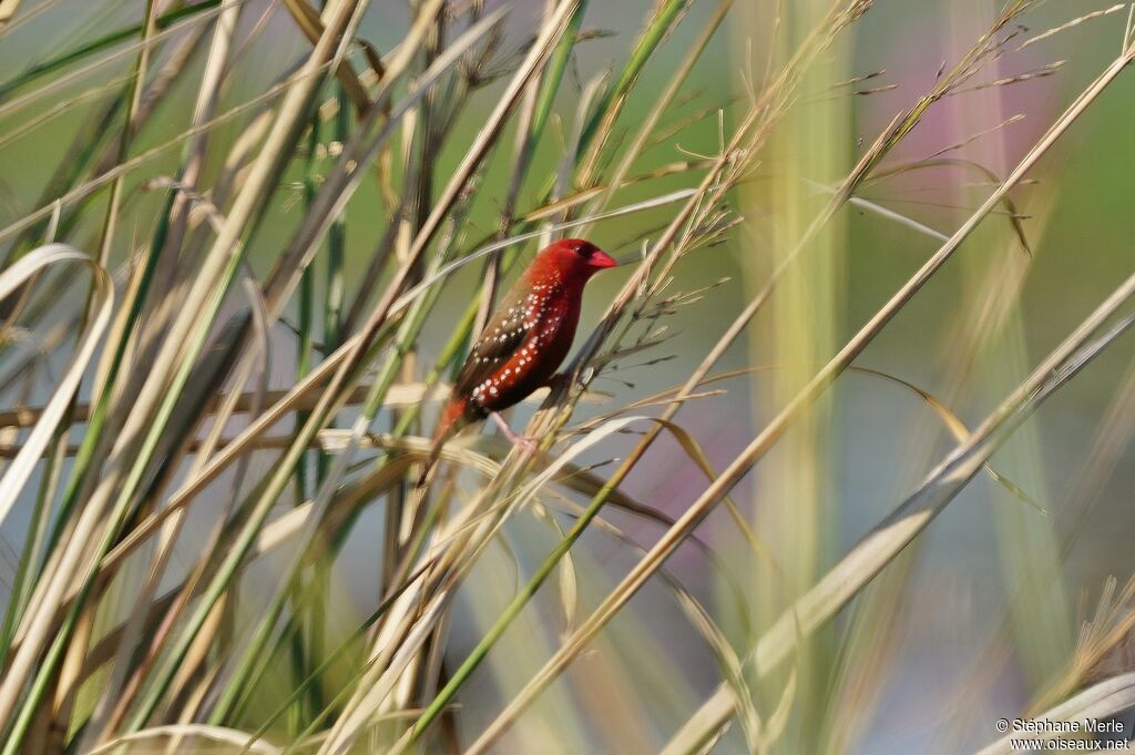 Red Avadavat male