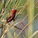 Bengali rouge
