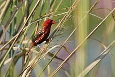 Bengali rouge