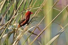 Bengali rouge