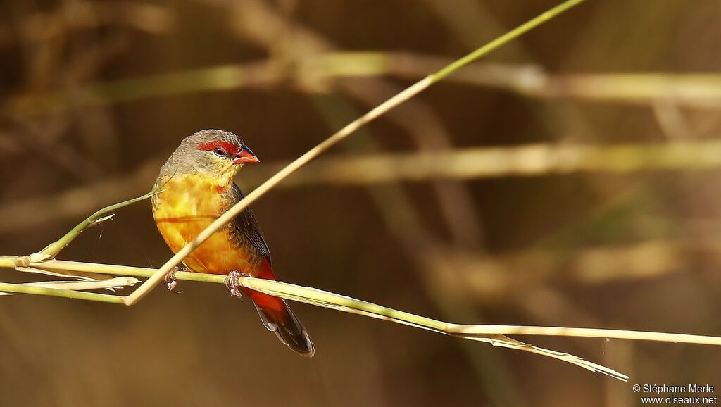 Orange-breasted Waxbill male adult