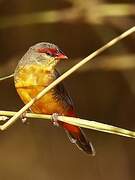 Orange-breasted Waxbill