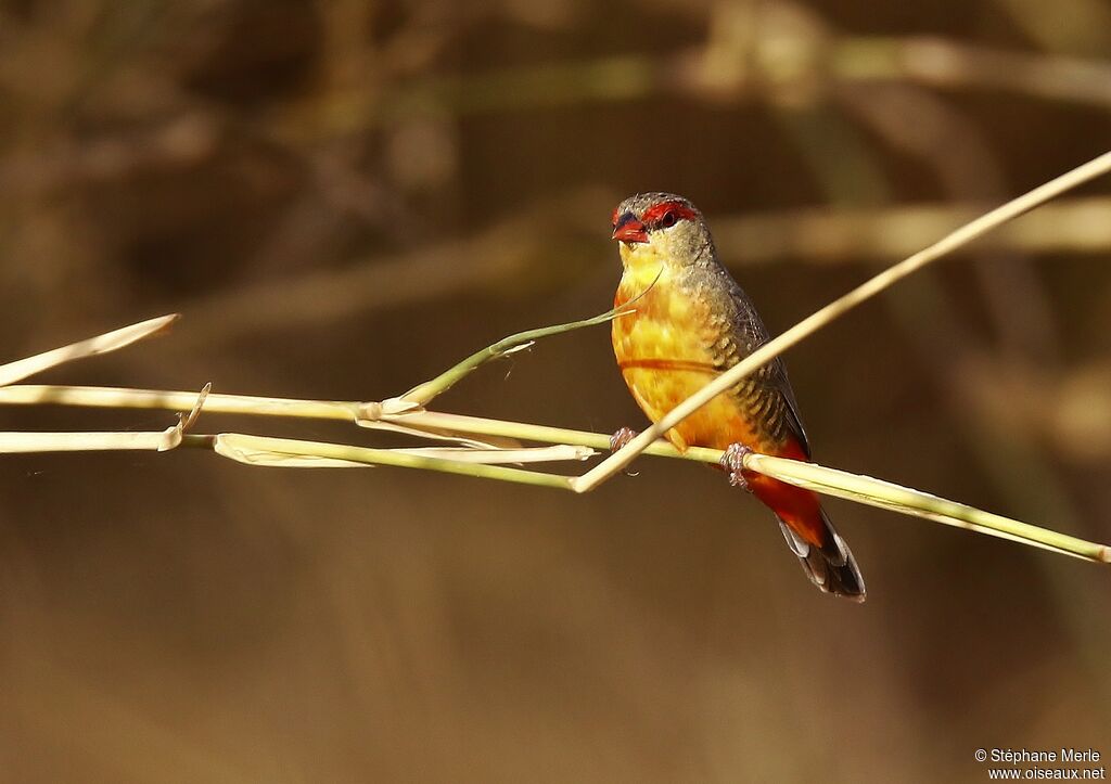 Orange-breasted Waxbill male adult