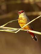 Orange-breasted Waxbill