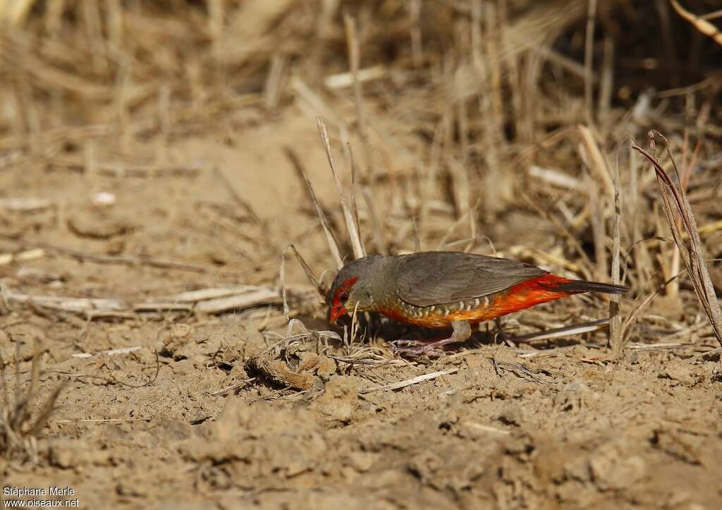 Orange-breasted Waxbill male adult, pigmentation, eats