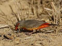 Orange-breasted Waxbill