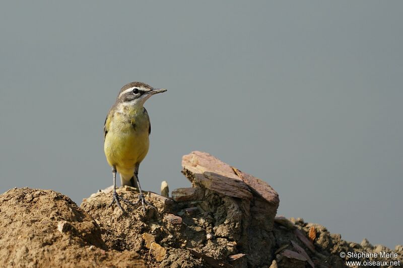 Eastern Yellow Wagtail male adult