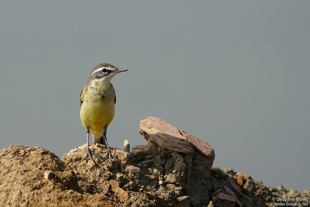 Eastern Yellow Wagtail male adult