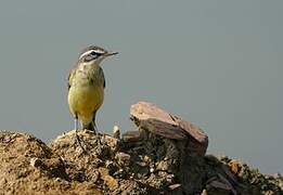 Eastern Yellow Wagtail