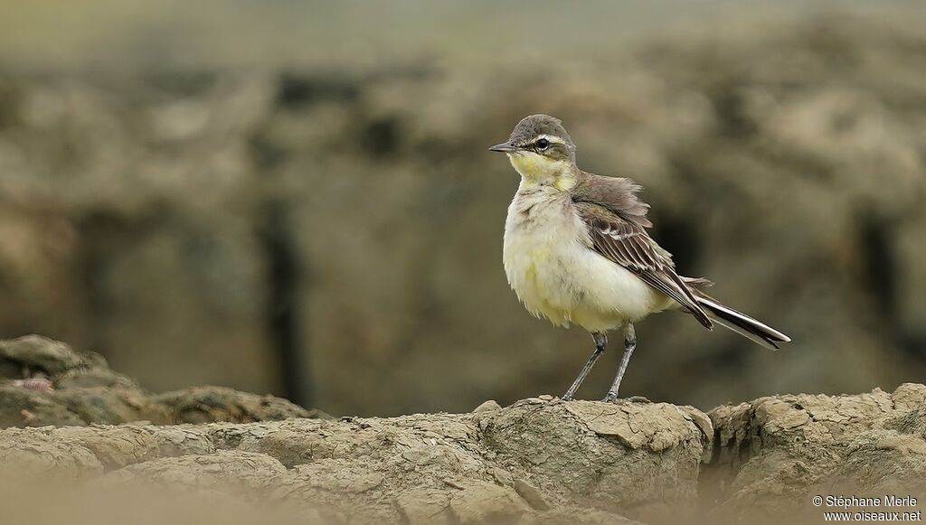 Eastern Yellow Wagtail