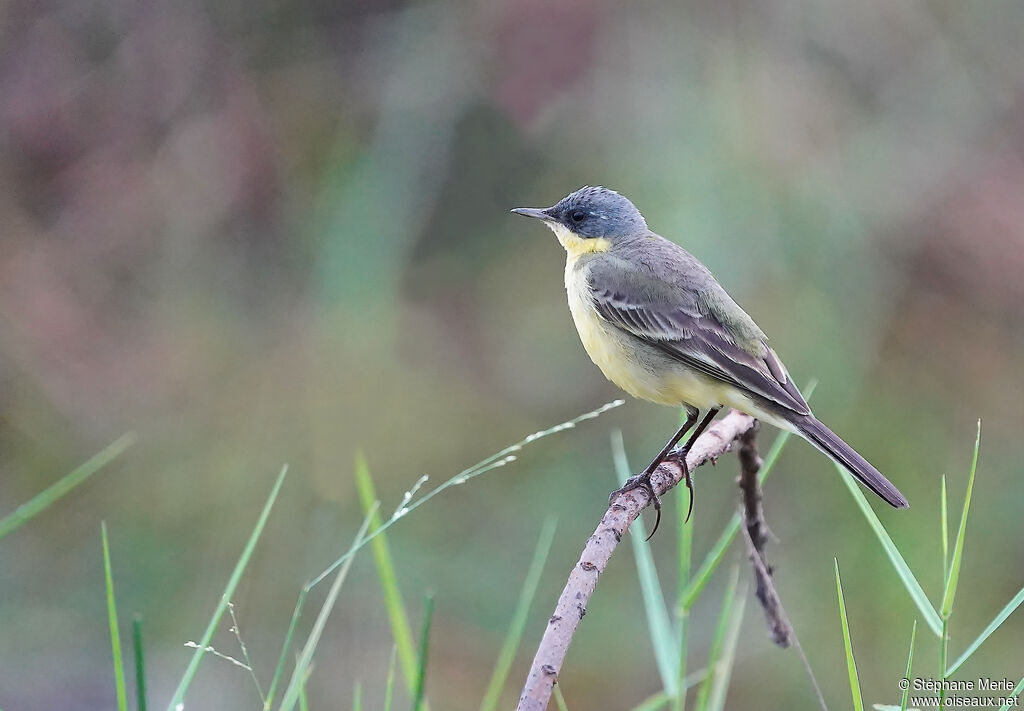 Bergeronnette de Béringieadulte