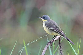 Eastern Yellow Wagtail