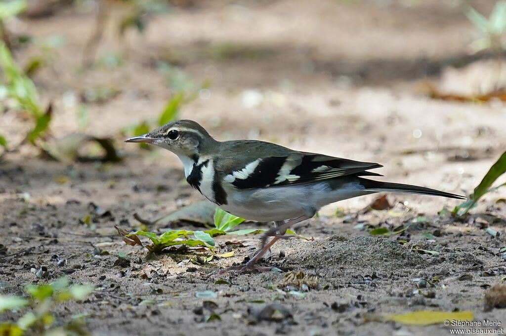 Bergeronnette de forêtadulte