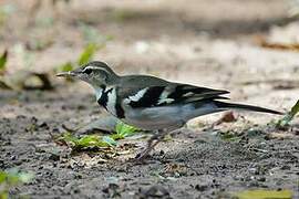 Forest Wagtail