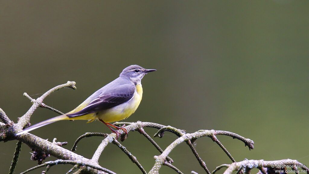 Grey Wagtailadult