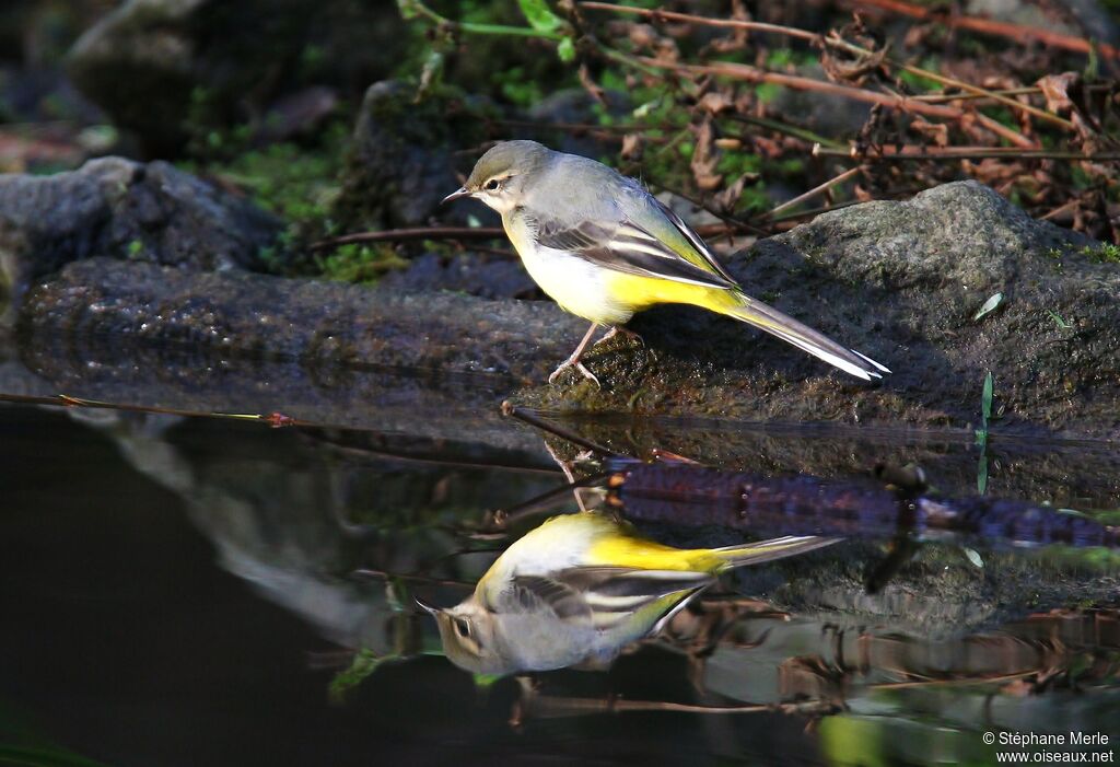 Grey Wagtail