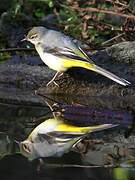 Grey Wagtail