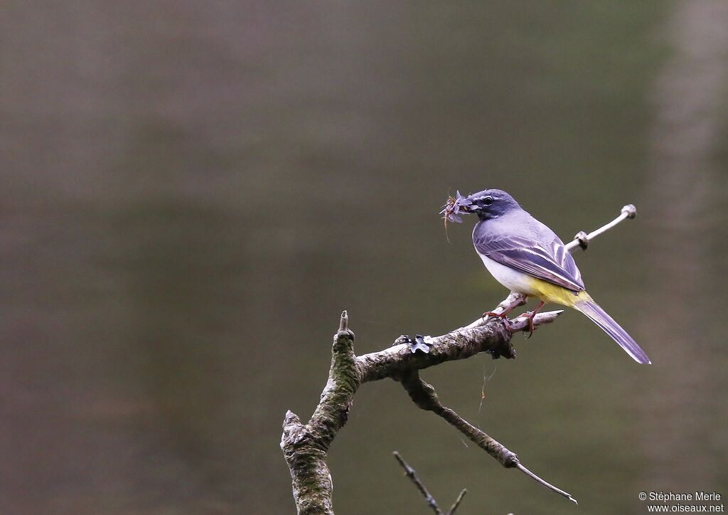 Grey Wagtailadult