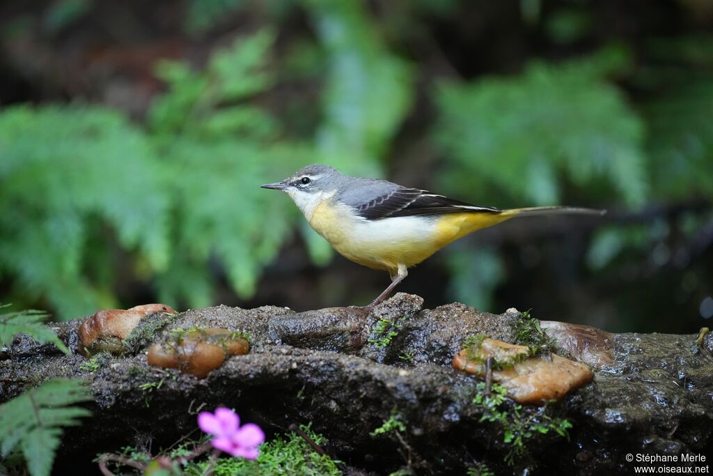 Bergeronnette des ruisseaux