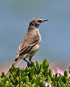 Cape Wagtail